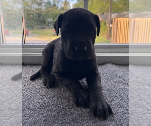 Medium Photo #1 Great Dane Puppy For Sale in MAYSVILLE, KY, USA
