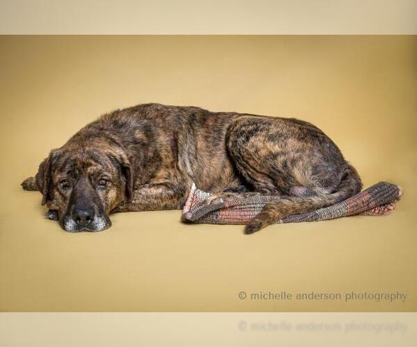 Medium Photo #2 Mastiff Puppy For Sale in Corona, CA, USA