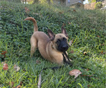 Puppy Meteor Belgian Malinois