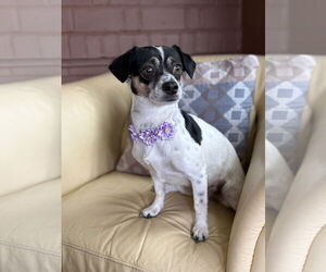 Rat Terrier-Unknown Mix Dogs for adoption in Phoenix, AZ, USA