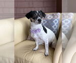 Small Rat Terrier Mix
