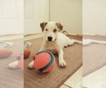 Small Photo #19 Mutt Puppy For Sale in Sandy, UT, USA