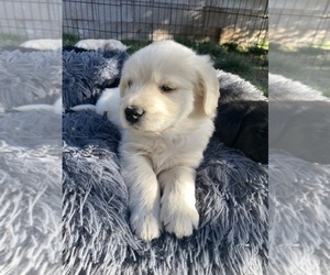 Golden Retriever Puppy for sale in PALMDALE, CA, USA