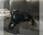 Small #5 Labrador Retriever