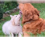 Puppy 8 Golden Retriever-Samoyed Mix