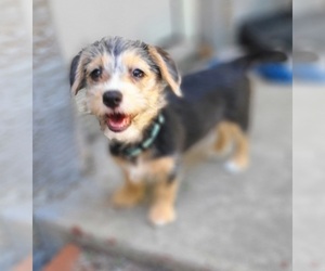 Morkie-Pembroke Welsh Corgi Mix Puppy for sale in ARLINGTON, TX, USA