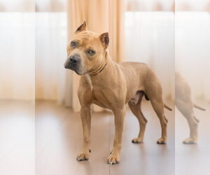 Mutt Dogs for adoption in Woodbury, NY, USA