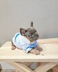 Small Photo #12 French Bulldog Puppy For Sale in MARYSVILLE, WA, USA