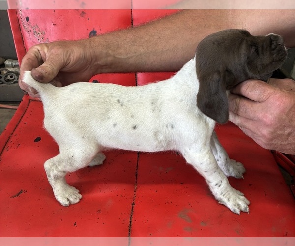 Medium Photo #2 German Shorthaired Pointer Puppy For Sale in ROCKFORD, IL, USA