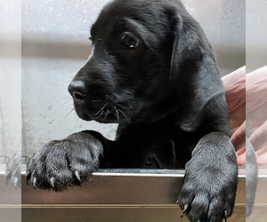 Labrador Retriever Puppy for sale in FORT MC COY, FL, USA