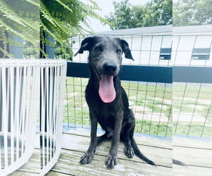 Labrador Retriever-Unknown Mix Dogs for adoption in Columbus, IN, USA