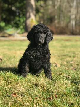 Medium Photo #1 Poodle (Standard) Puppy For Sale in ARLINGTON, WA, USA