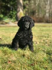 Poodle (Standard) Puppy for sale in ARLINGTON, WA, USA