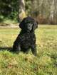 Small Photo #1 Poodle (Standard) Puppy For Sale in ARLINGTON, WA, USA