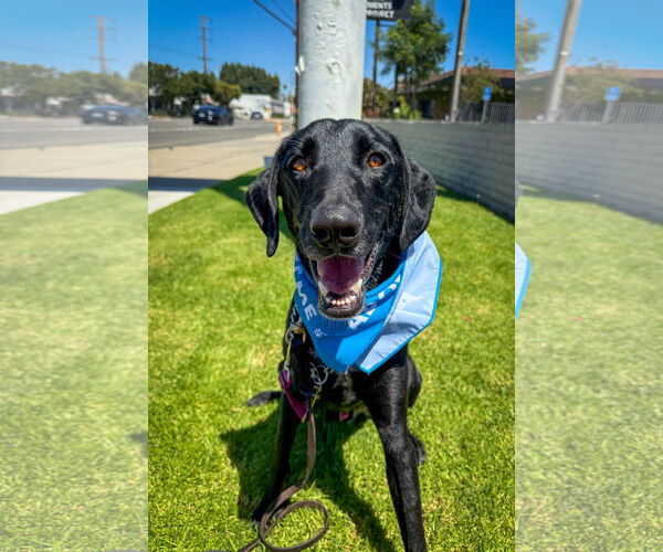 Medium Photo #7 Labrador Retriever-Unknown Mix Puppy For Sale in San Diego, CA, USA