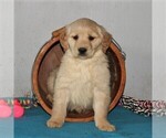 Small Photo #1 Golden Retriever Puppy For Sale in CHRISTIANA, PA, USA