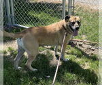 Small #2 Mutt
