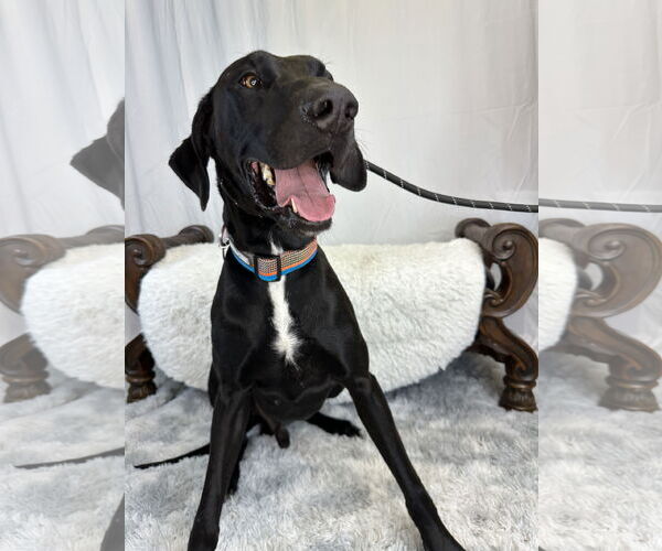 Medium Photo #4 Great Dane Puppy For Sale in Goodyear, AZ, USA