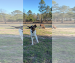Small Photo #1 German Shorthaired Pointer Puppy For Sale in CAMDEN, SC, USA