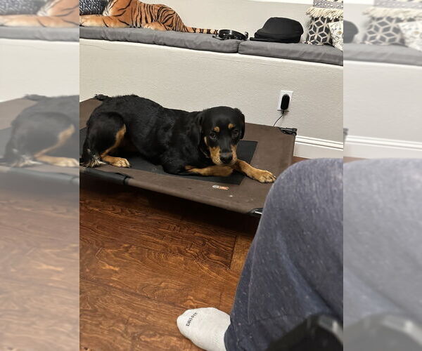 Medium Photo #7 Rottweiler Puppy For Sale in Gilbert, AZ, USA