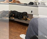 Small #6 Rottweiler