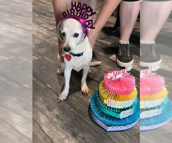 Medium Photo #2 Chihuahua-Unknown Mix Puppy For Sale in Chandler, AZ, USA