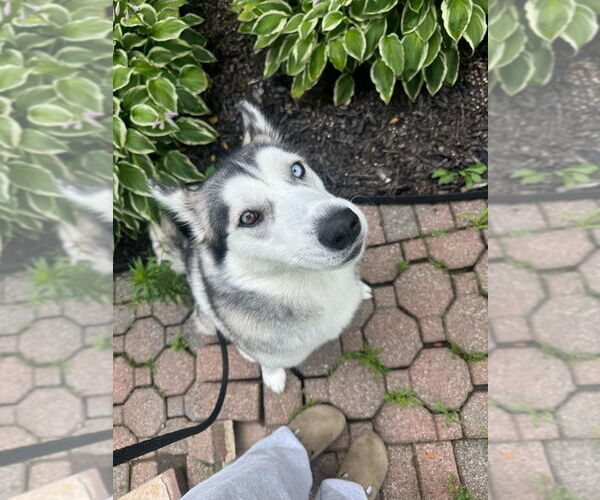 Medium Photo #3 Siberian Husky-Unknown Mix Puppy For Sale in New York, NY, USA