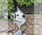 Small #2 Siberian Husky Mix