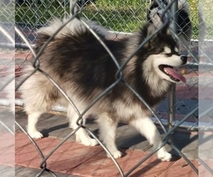 Father of the Pomsky puppies born on 11/04/2025