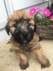 Soft Coated Wheaten Terrier Puppy for sale in CEYLON, OH, USA