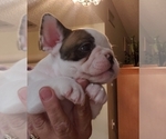 Small Photo #8 French Bulldog Puppy For Sale in CAPE CORAL, FL, USA
