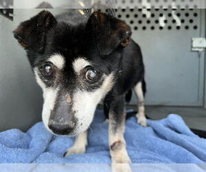 Chihuahua Dogs for adoption in Downey, CA, USA