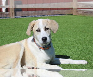 Anatolian Shepherd-Unknown Mix Dogs for adoption in Chestertown, MD, USA