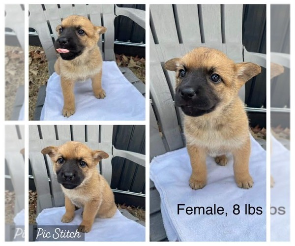 Medium Photo #4 Mutt Puppy For Sale in Royal Palm Beach, FL, USA