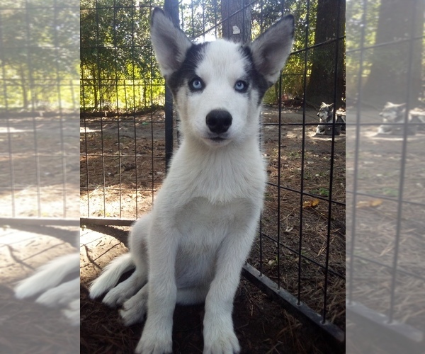 Medium Photo #1 Siberian Husky Puppy For Sale in FLORENCE, SC, USA