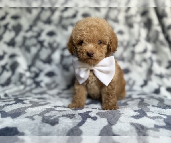 Medium Photo #7 Cockapoo (Miniature) Puppy For Sale in LAKELAND, FL, USA