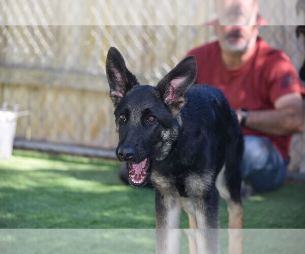 Medium Photo #1 German Shepherd Dog Puppy For Sale in San Diego, CA, USA