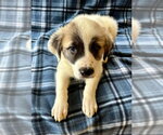 Small #1 Great Pyrenees Mix