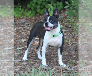Mother of the Boston Terrier puppies born on 06/01/2025