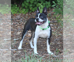Small Photo #1 Boston Terrier Puppy For Sale in BROOKSVILLE, FL, USA
