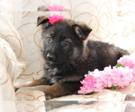 Small Photo #3 German Shepherd Dog Puppy For Sale in SHILOH, OH, USA