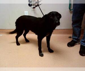 German Shepherd Dog-Unknown Mix Dogs for adoption in Martinez, CA, USA