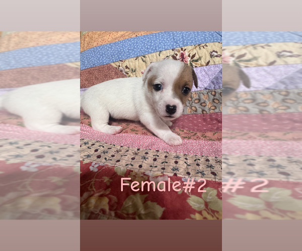 Medium Photo #7 Jack Russell Terrier Puppy For Sale in WEST LIBERTY, KY, USA