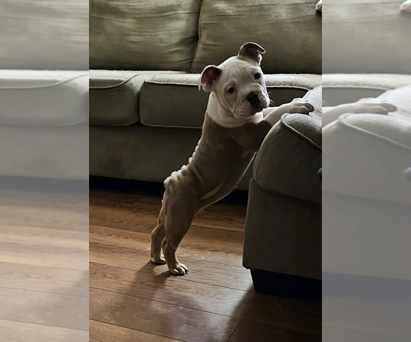 Medium Photo #8 Olde English Bulldogge Puppy For Sale in HORSEHEADS, NY, USA
