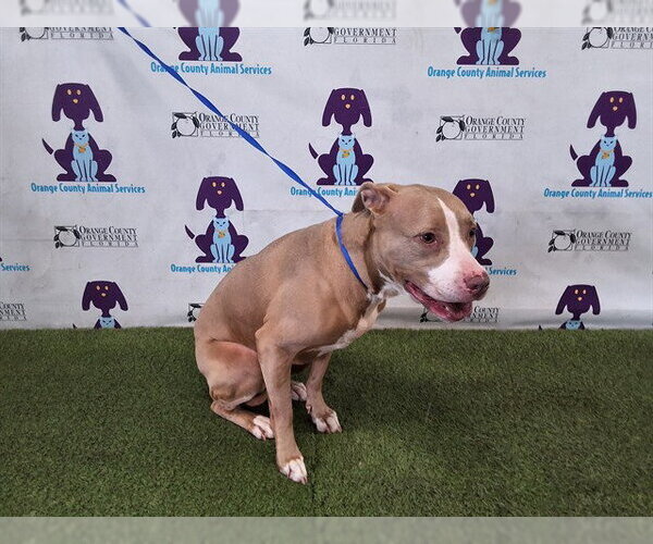Medium Photo #1 Rhodesian Ridgeback-Unknown Mix Puppy For Sale in Orlando, FL, USA