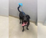 Small Labrador Retriever Mix