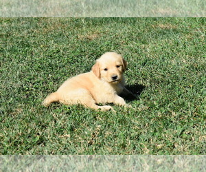 Golden Retriever Puppy for sale in FORDLAND, MO, USA