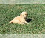 Image preview for Ad Listing. Nickname: Rex