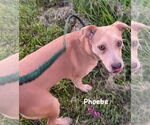 Small #4 American Pit Bull Terrier-Labrador Retriever Mix