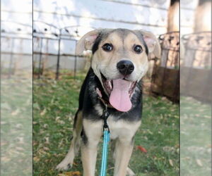 Mutt Dogs for adoption in Brooklyn Center, MN, USA